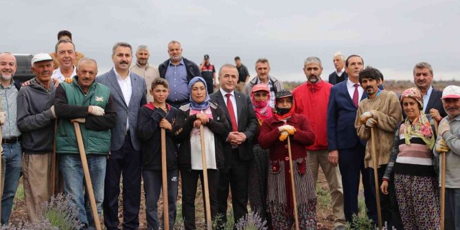 Tokat’ta, 650 dekar alanda lavanta hasadı