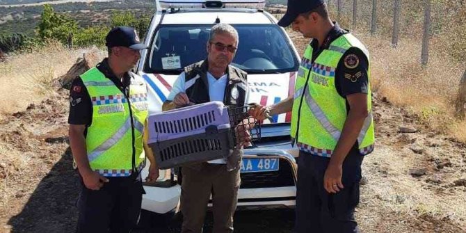 Kanadı kırık arı kuşuna jandarma sahip çıktı