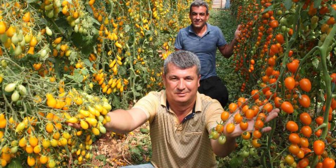 Rengarenk ürettiği domateslerle iki kat fazla kazandı