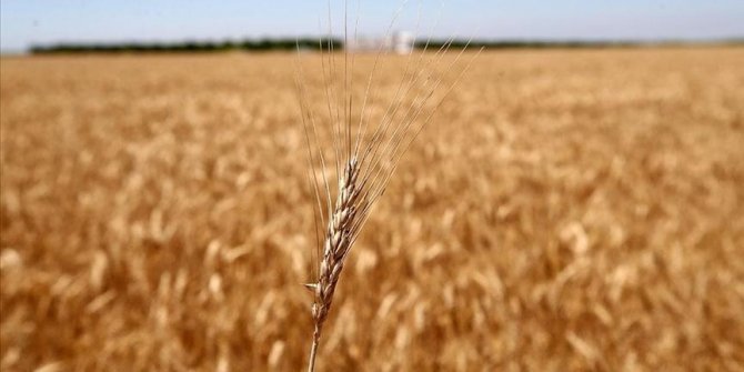 Buğdayda gümrük vergisi tekrar yüzde 130'a çıkıyor
