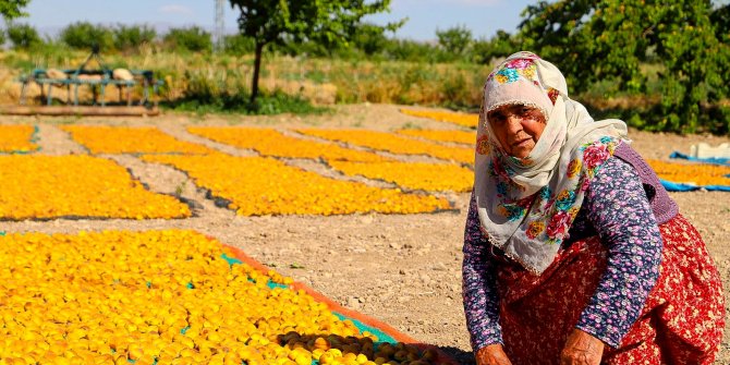 Malatya'da 20 bin mevsimlik işçi ile kayısı hasadı devam ediyor