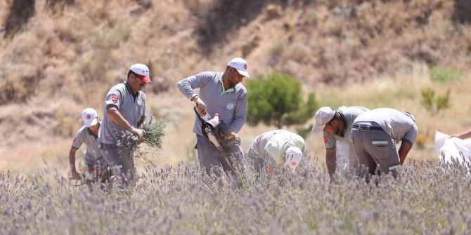 Denizli’nin mor bahçesinde lavanta hasadı yapıldı