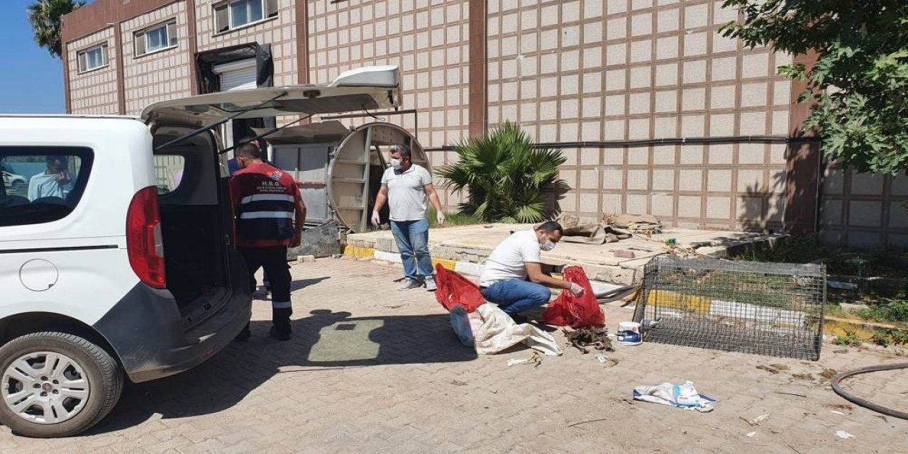 Hatay’da öldürülen yavru köpekler için suç duyurusu