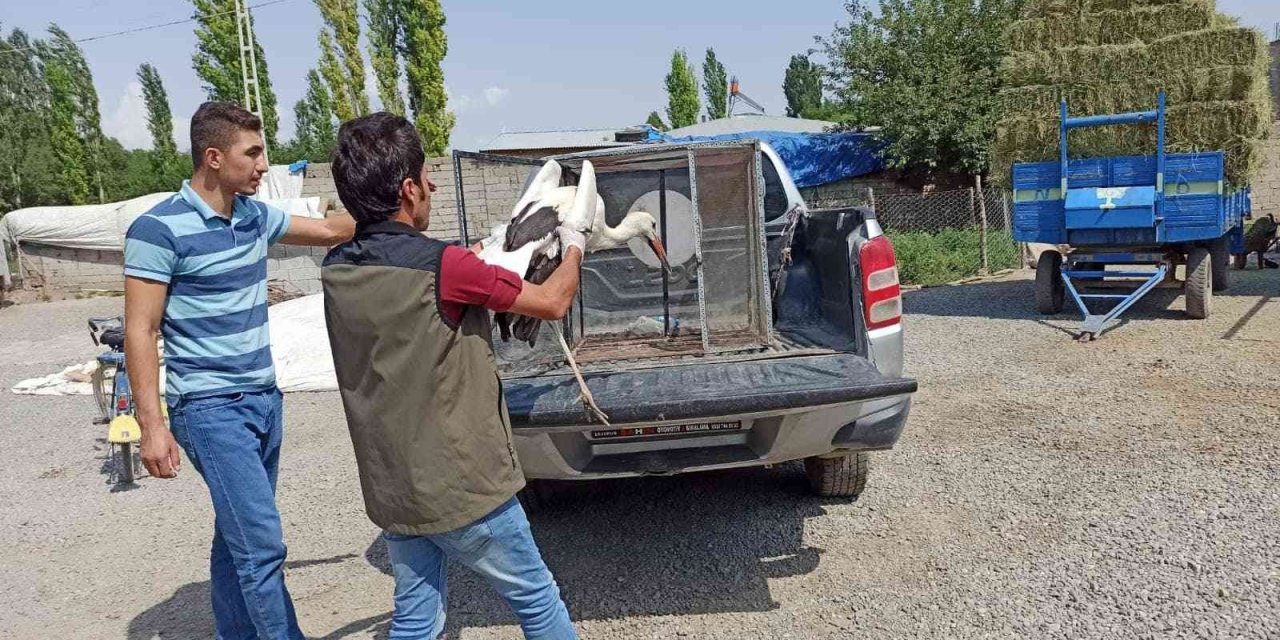 Sıcaktan etkilenen leylekler tedavi altına alındı