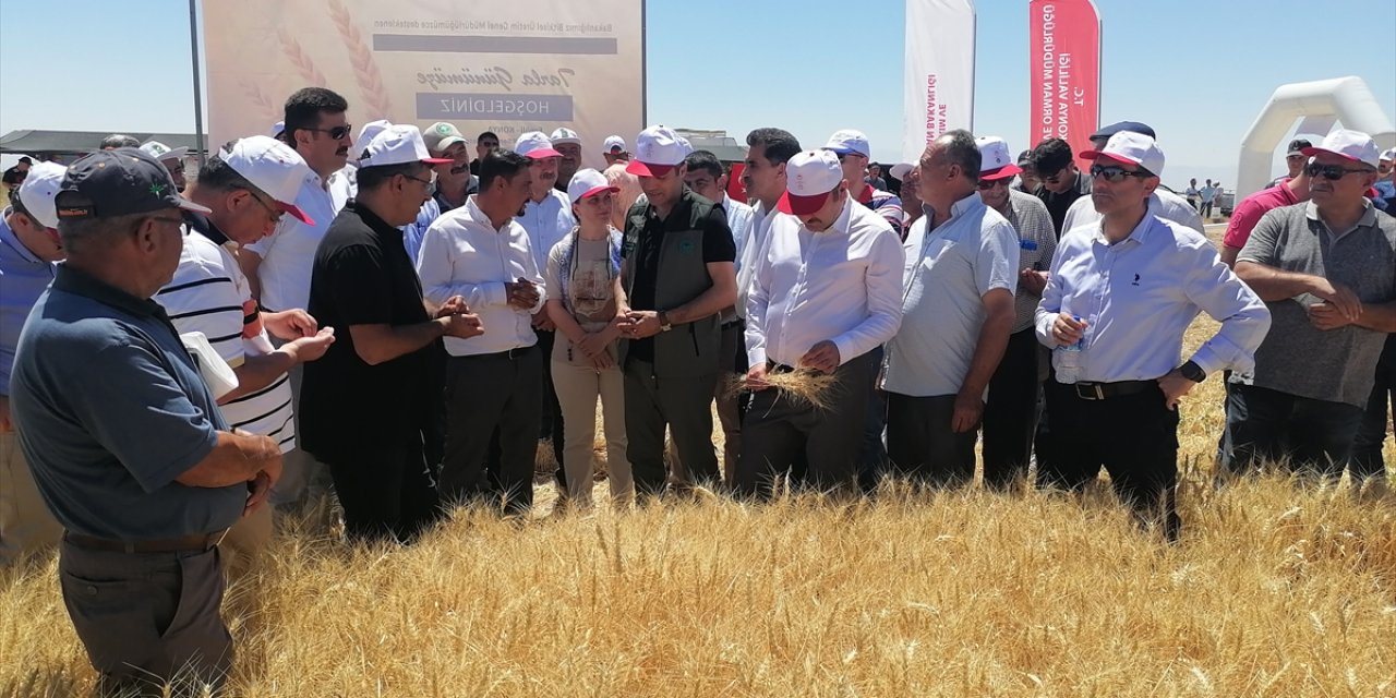 Konya'da sertifikalı organik tohumla ekim yapılan buğday tarlasında hasat yapıldı