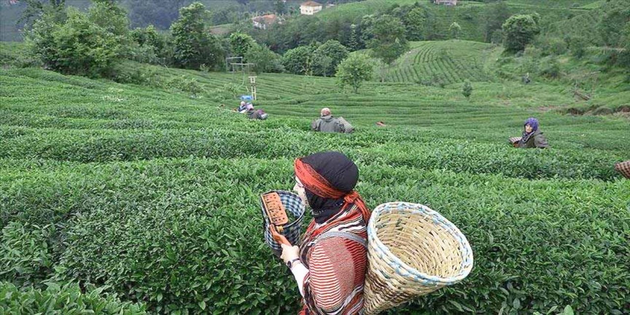 4,7 milyon dolarlık çay ihraç edildi