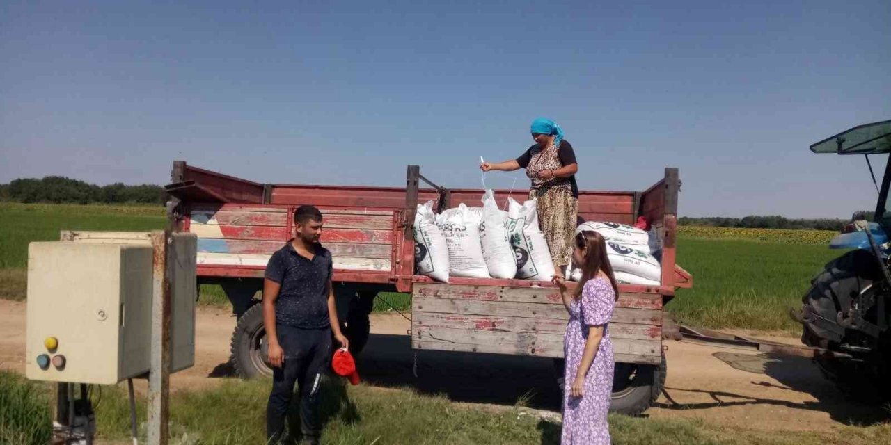 Çeltik tarlalarında gübreleme sürüyor