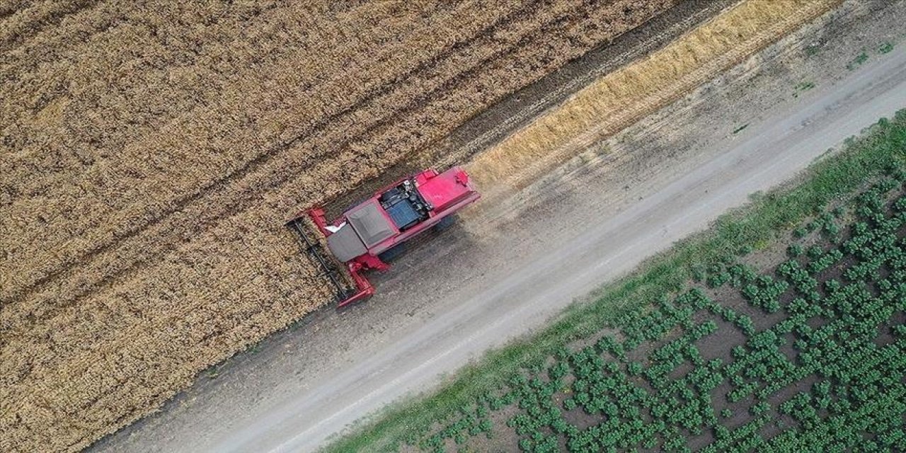 Harga komoditas pertanian turun setelah ekspor gandum Ukraina dilanjutkan