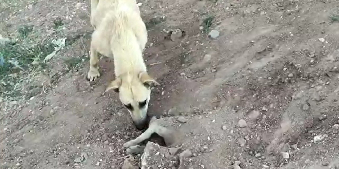 Tedavi olan yavrusu ölünce mezarının başından ayrılmadı