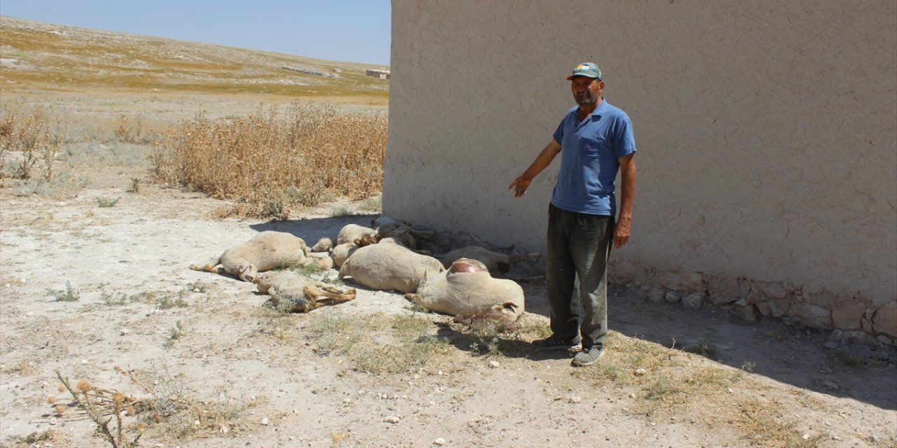 Konya'da kurt saldırısı sonucu 43 kuzu telef oldu