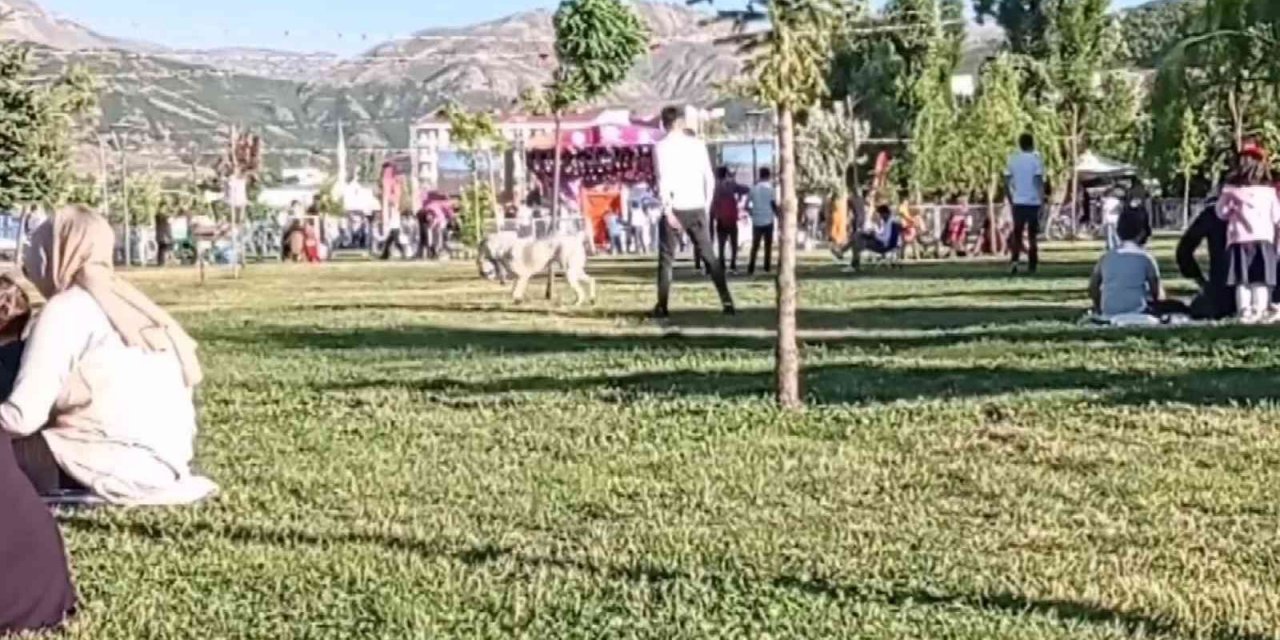 Gençlerin köpekle imtihanı