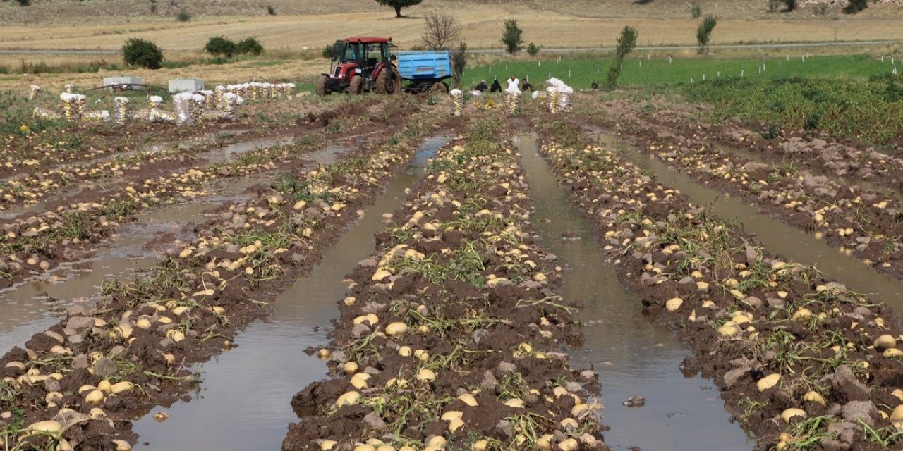 Sel basan tarlada toplanmaya bekleyen 35 ton patates sular altında kaldı