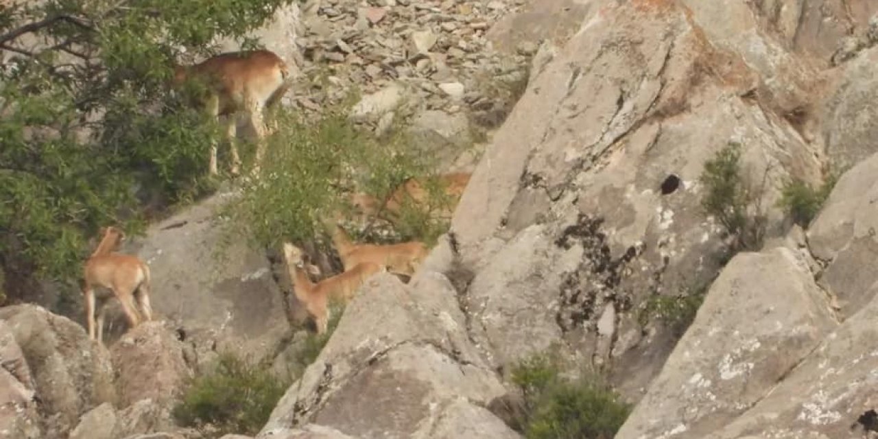 Doğaya salınan Anadolu yaban koyunları izlendi