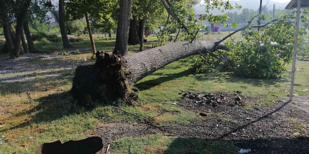 Çorum’da fırtına ağaçları kökünden söktü