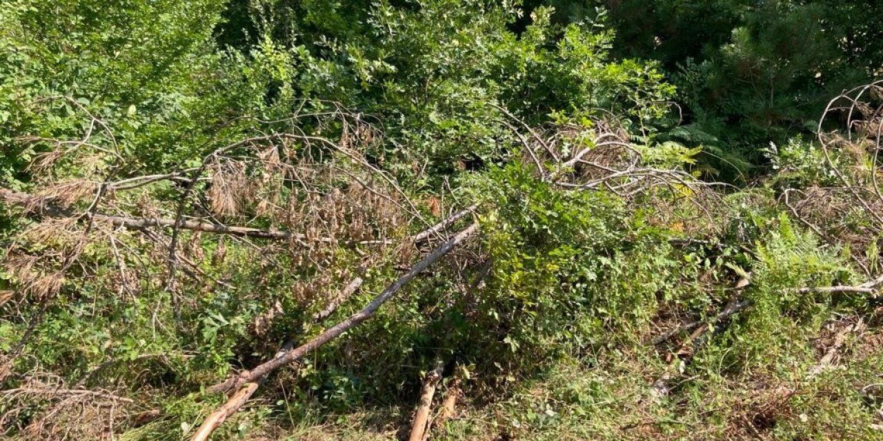 Sinop’ta kesilen çam ağaçları tepki çekti