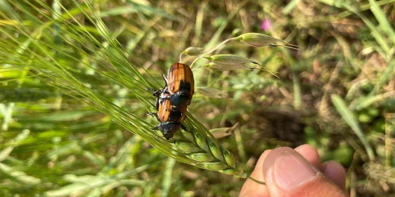 Ardahan’da bambul böcekleri ürünlere zarar verdi