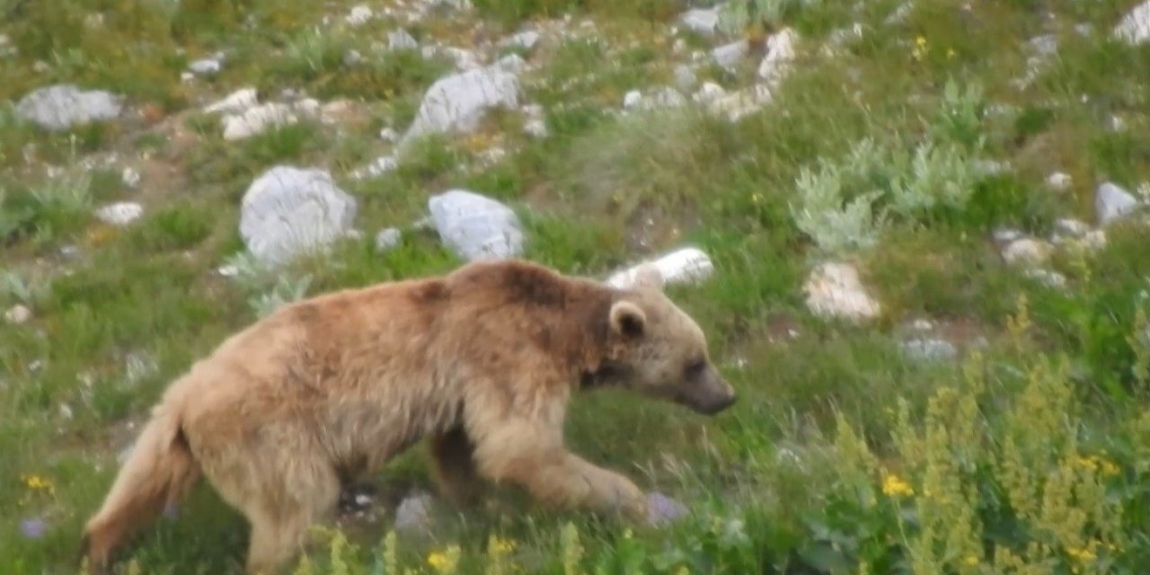 Otomobilin camını kıran ayı, yiyeceklerle karnını doyurdu