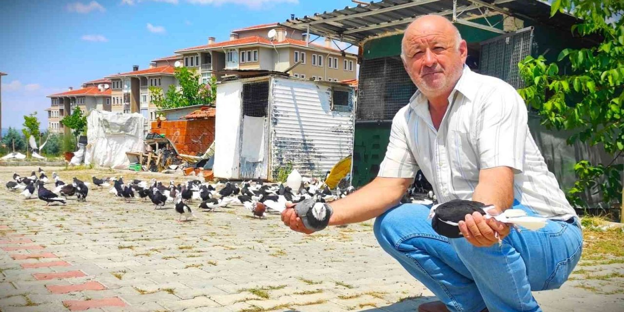 Hobi için başladı, güvercin çiftliği kurdu