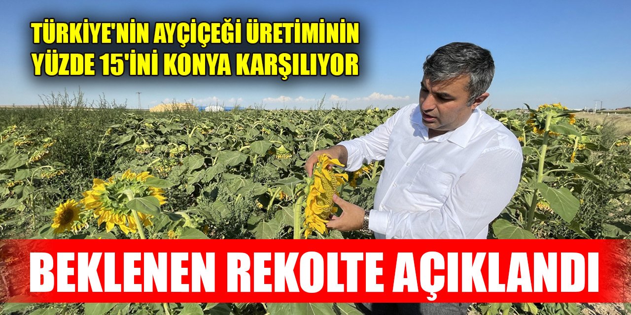 Türkiye'nin ayçiçeği üretiminin yüzde 15'ini karşılayan Konya'da beklenen rekolte açıklandı