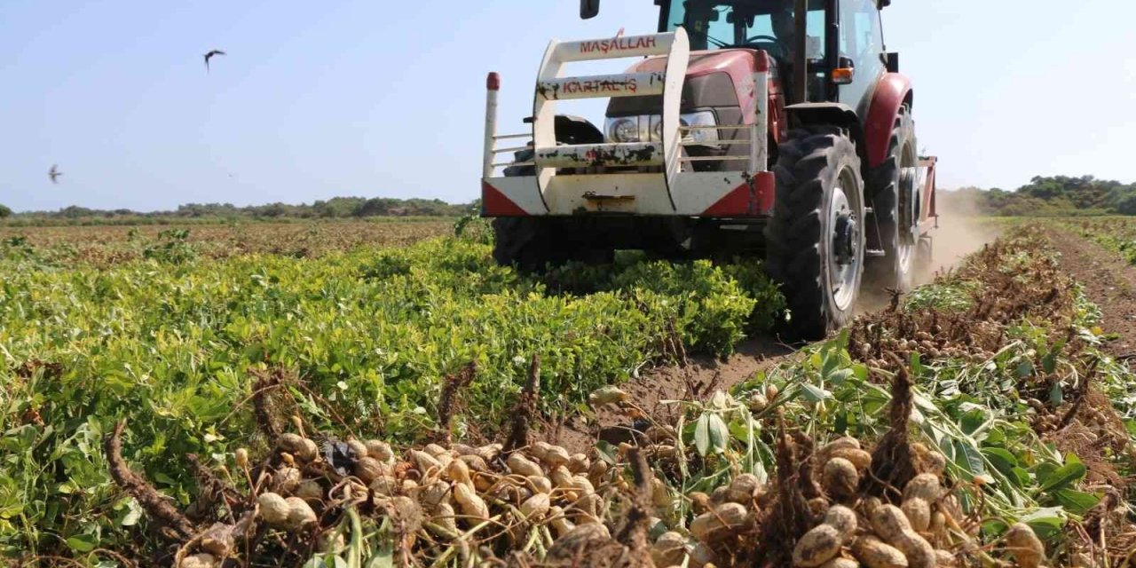 "Fıstık" gibi hasat