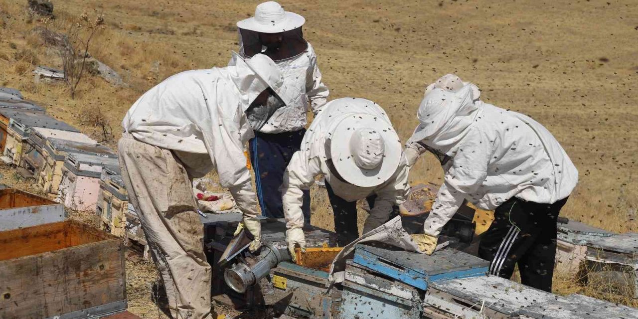 Dağın eteklerinde bal hasadına başlandı