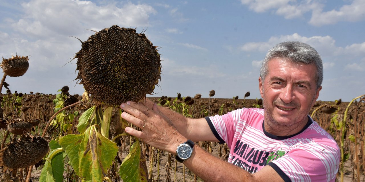 Kuraklığa dayanıklı tohum, Konya ve Trakya'da ekim alanını artırdı