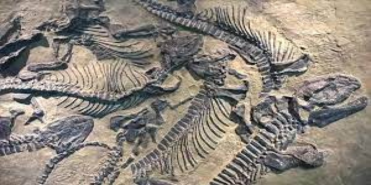 Zimbabve'de 201 ila 252 milyon yıl öncesine ait dinozor fosili bulundu