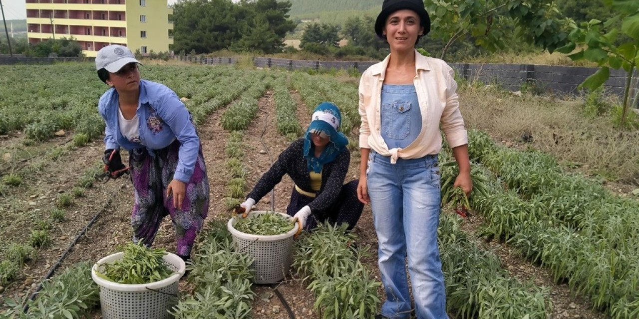 Hatay’da alternatif ürün adaçayı hasadı yapıldı