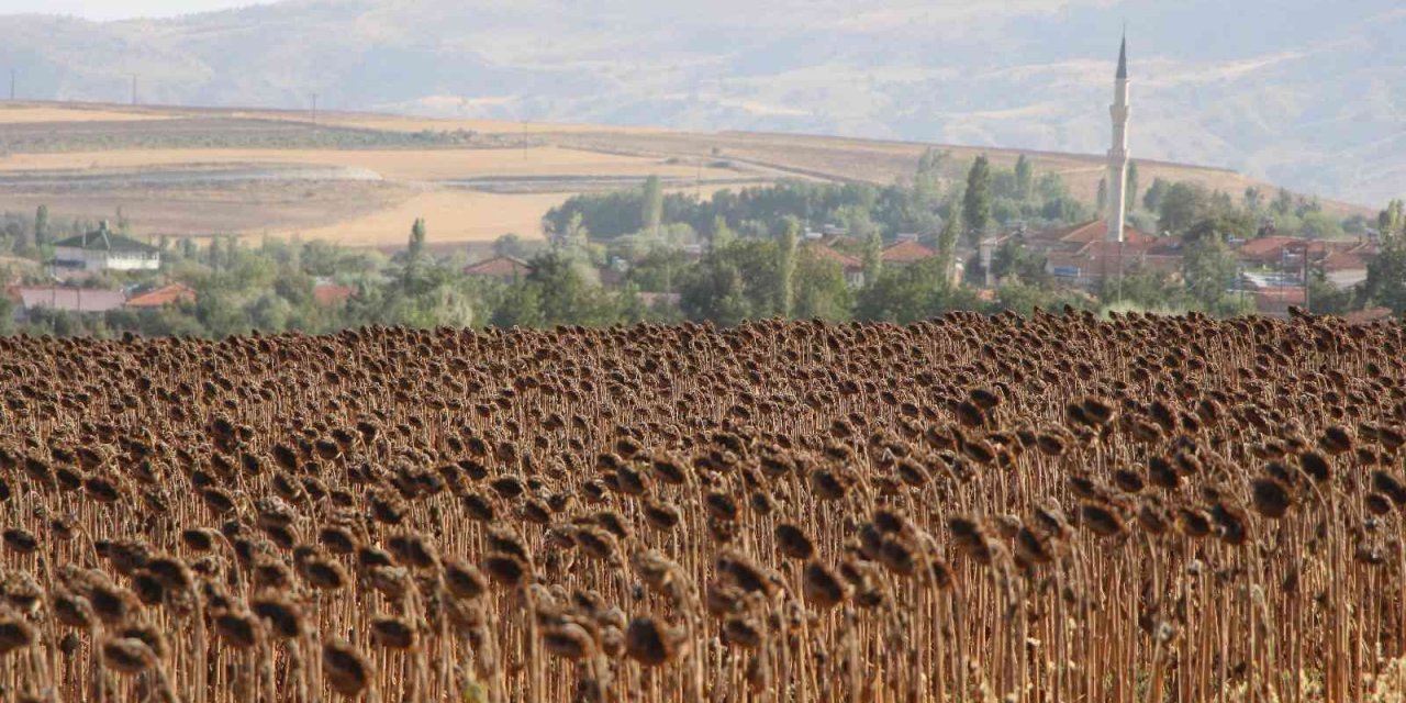 Geçen yılın en kurak kenti Amasya’da ayçiçeği üretimi bu yıl 2 kat arttı