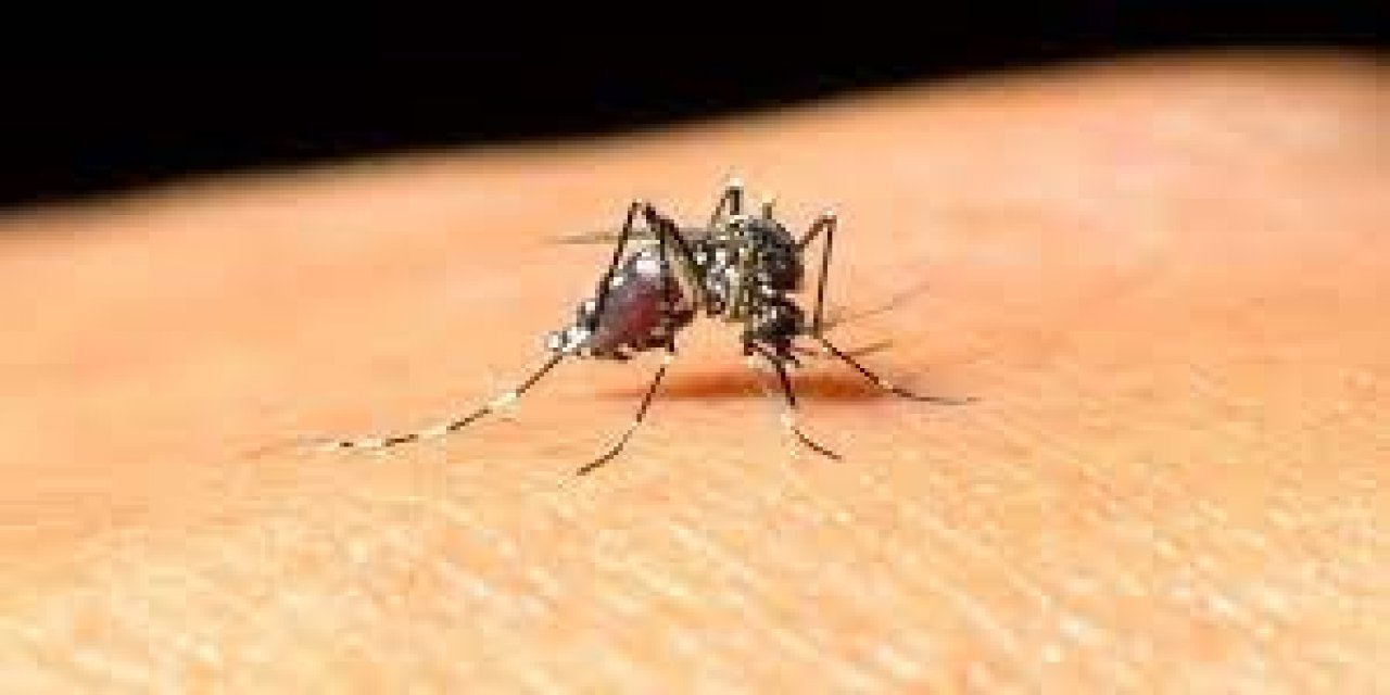 Batı Nil Virüsü enfeksiyonunun 4 belirtisine dikkat!