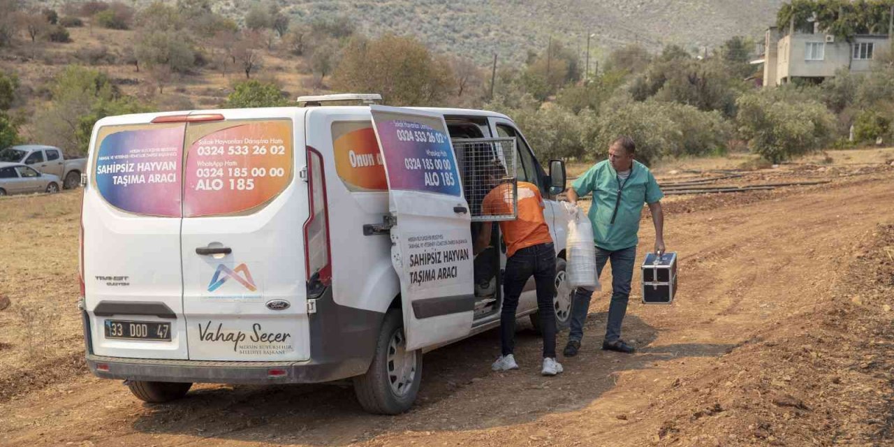 Yangın bölgesindeki hayvanlar için mama ve su bırakıldı