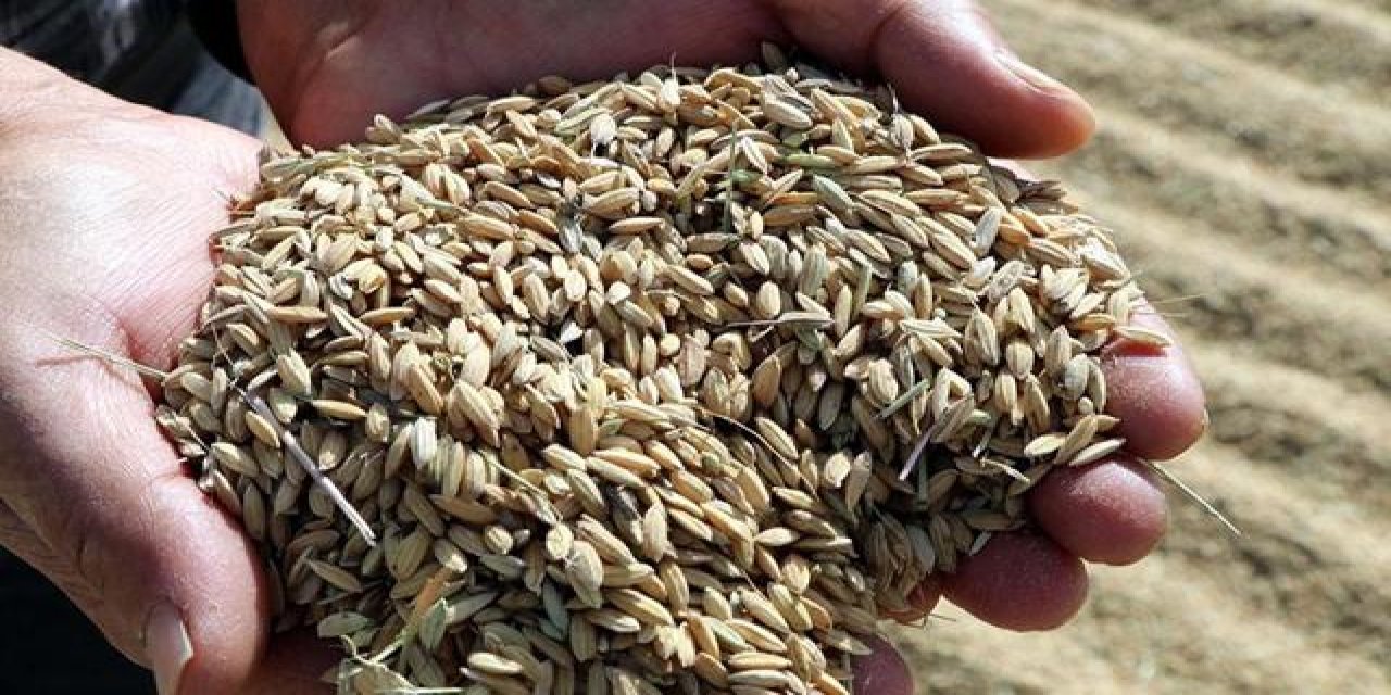 2022 çeltik alım fiyatları açıklandı