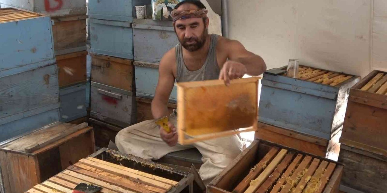 630 ton bal hasadı bekleniyor