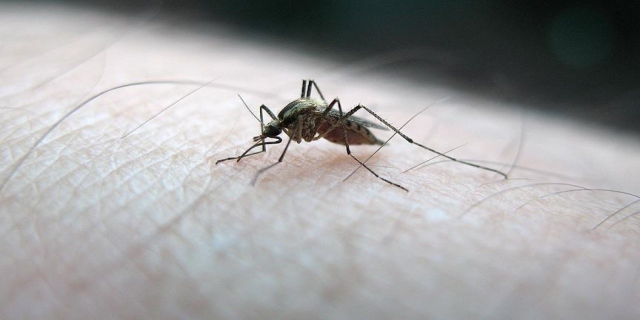 Sivrisinek kaynaklı alerjik reaksiyonla hastaneye başvurularda artış