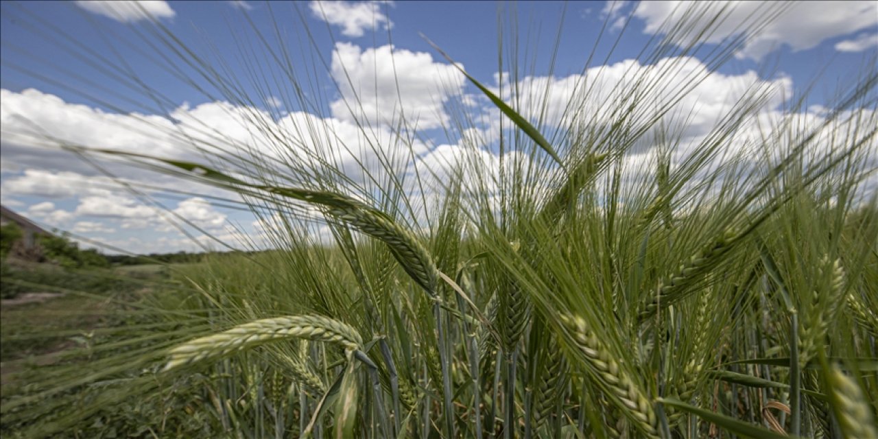 Tarım grubu 5 sektörle Cumhuriyet tarihinin rekorunu kırdı