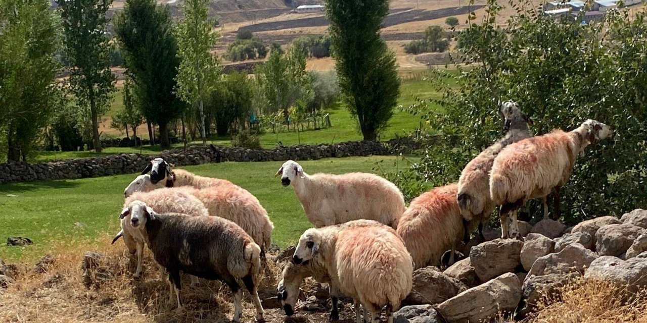 Sürüden ayrılan koyunlar vatandaş ve jandarma iş birliği ile bulundu