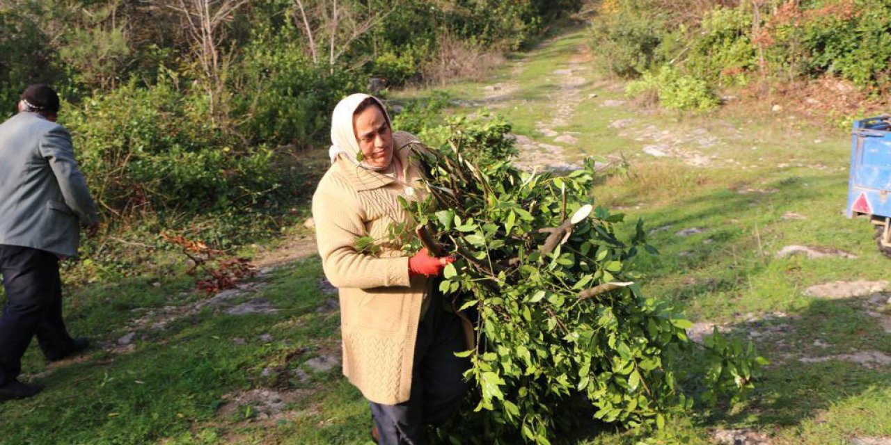 Bu bitki ekonomiye 2 milyar TL katkı sağlayacak