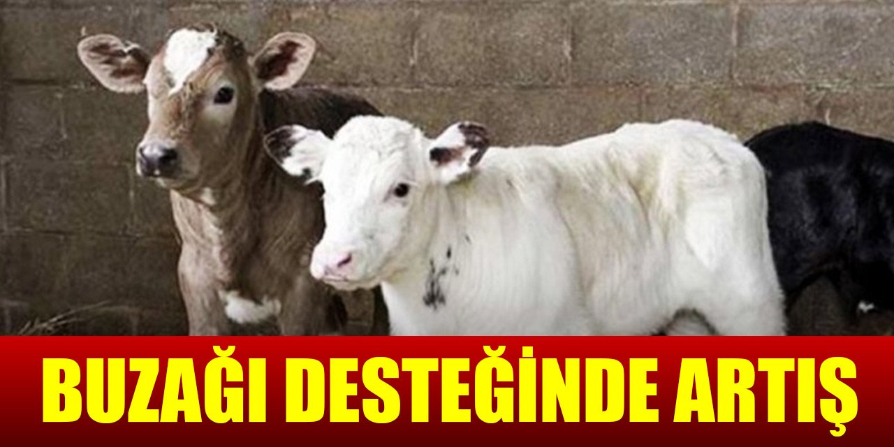 Buzağı desteğinde artış
