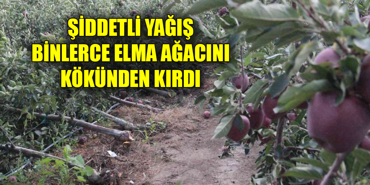 Karaman'da şiddetli yağış binlerce elma ağacını kökünden kırdı