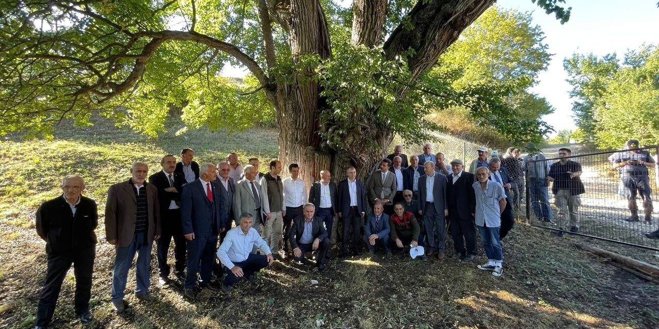 Artvin’de bulunan dünyanın en yaşlı armut ağacında meyve hasadı yapıldı