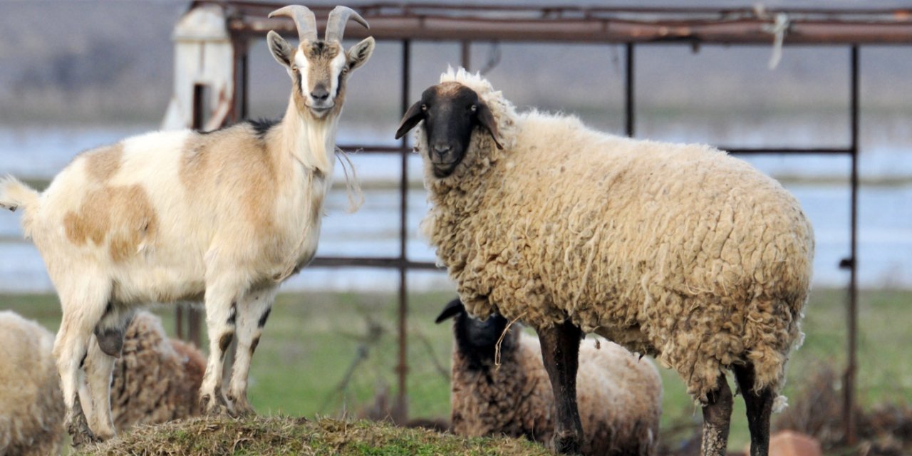 Yetiştiriciler "anaç koyun keçi desteğinde" artış bekliyor