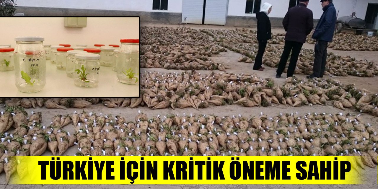 Türkiye için kritik öneme sahip yerli şeker pancarı tohumunda hedef ihracat