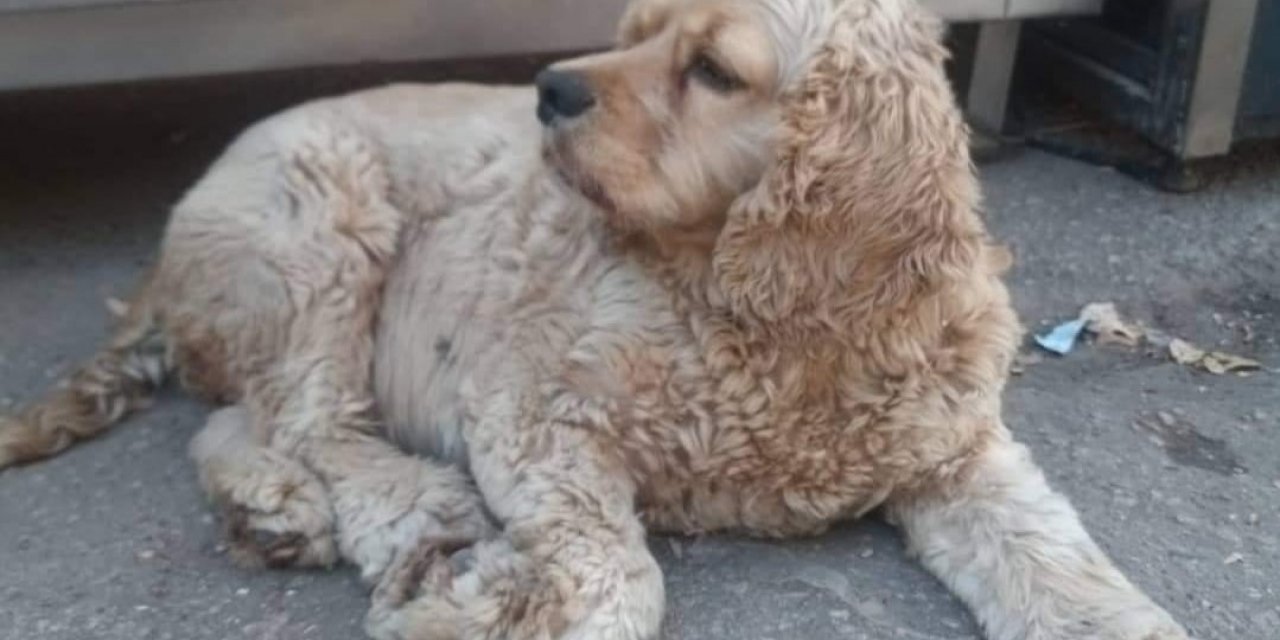 Tek dostu olan köpeği 4 kez çalındı, isyan etti