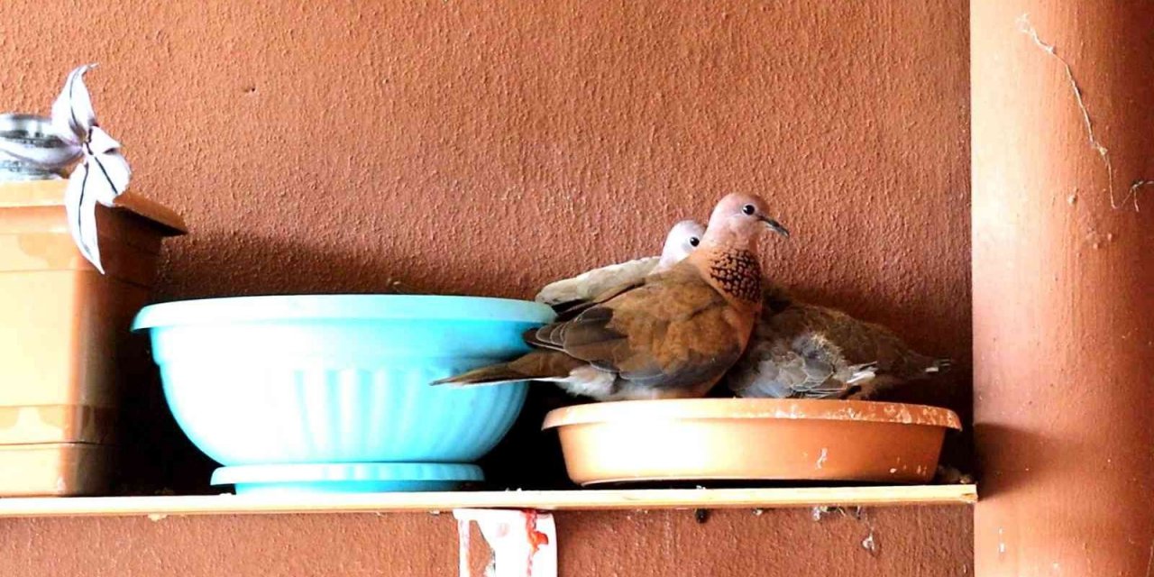 Kumru ve güvercin arasındaki mücadele kötü bitti