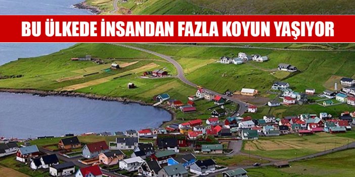 Bu ülkede insandan fazla koyun yaşıyor