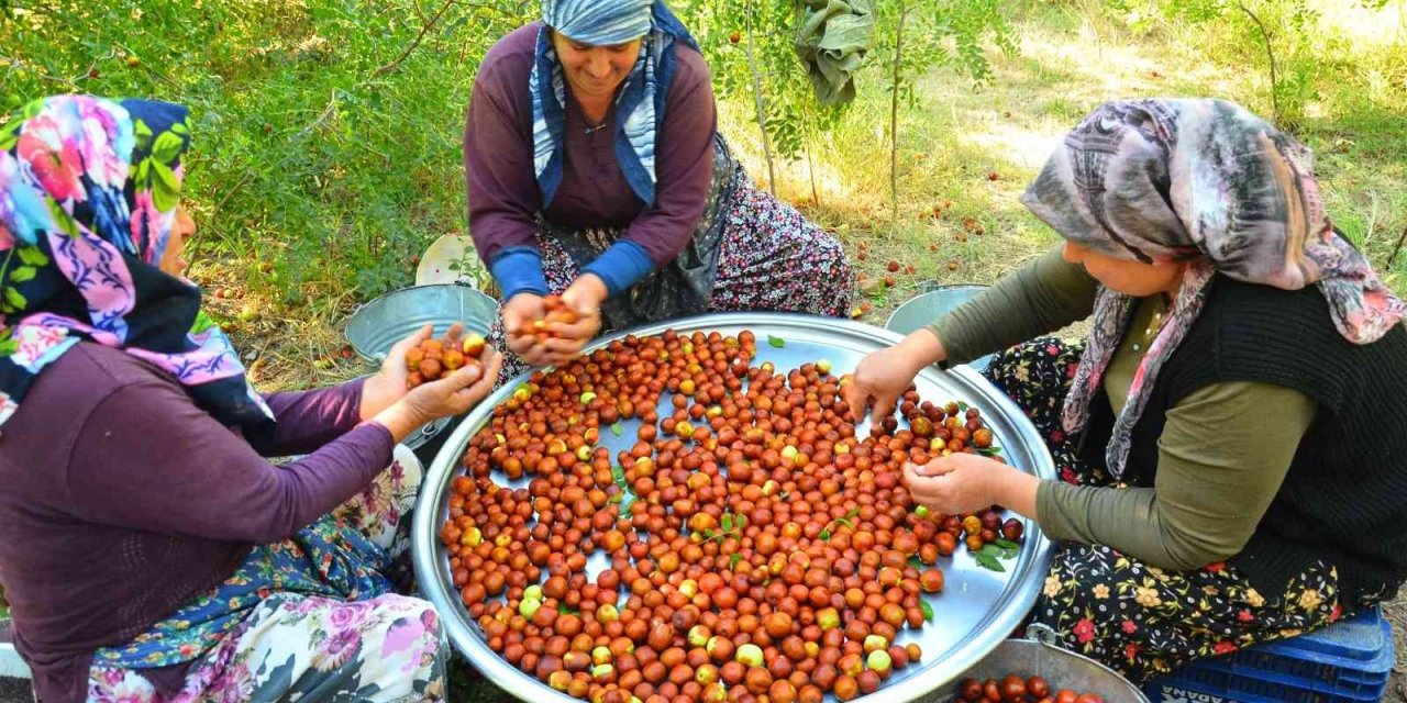 ‘Ölümsüzlük meyvesi’ hünnap yüz güldürüyor