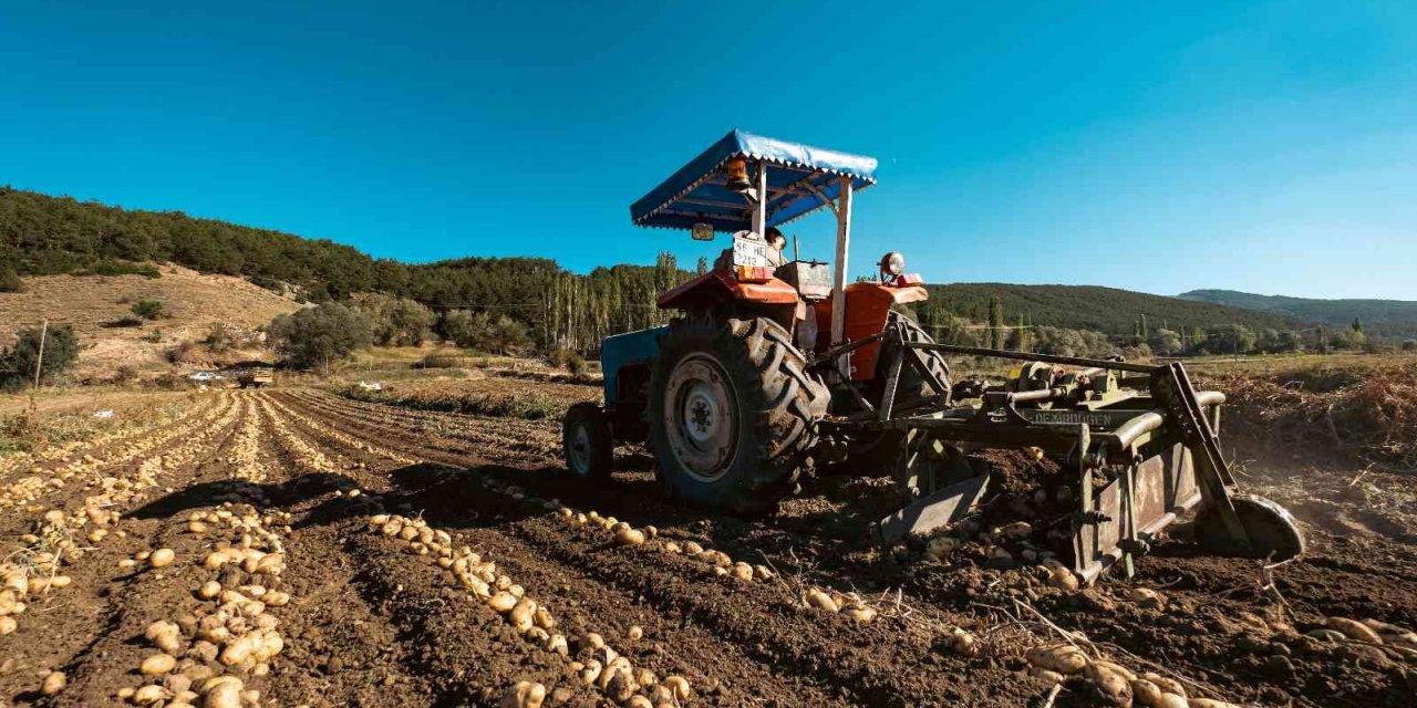 Patateste 40 bin tona yakın rekolte bekleniyor