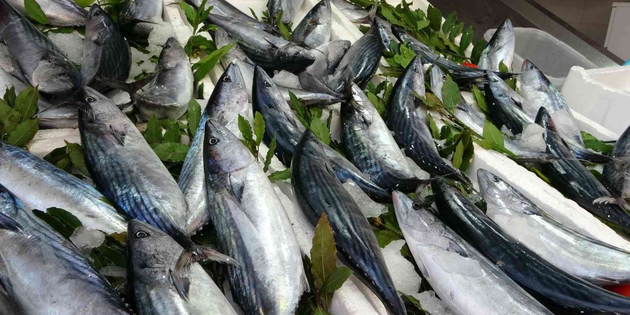 Tezgahlarda palamut bolluğu