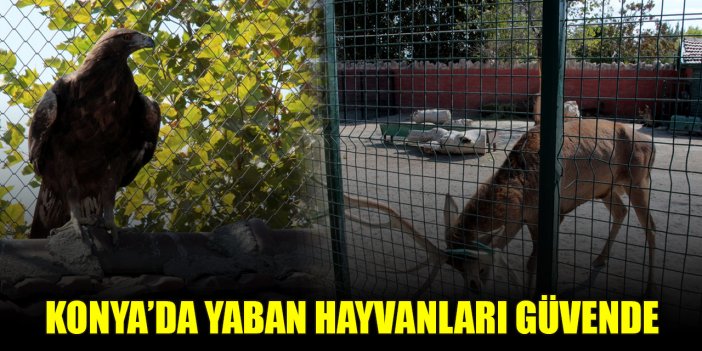 Konya'daki merkezde 9 ayda 500'e yakın yaban hayvanı tedavi edildi