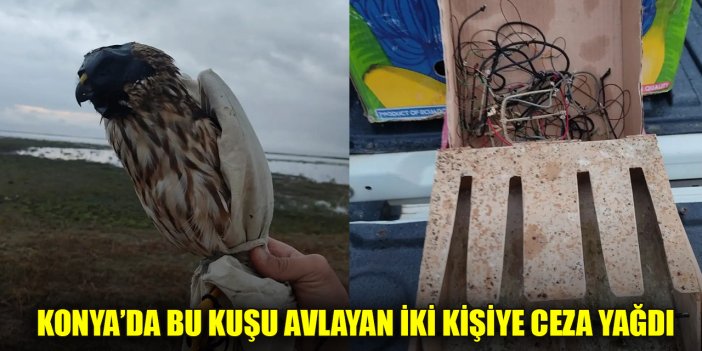 Konya’da bu kuşu avlayan iki kişiye ceza yağdı
